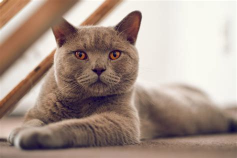 british shorthair chinchilla legs.